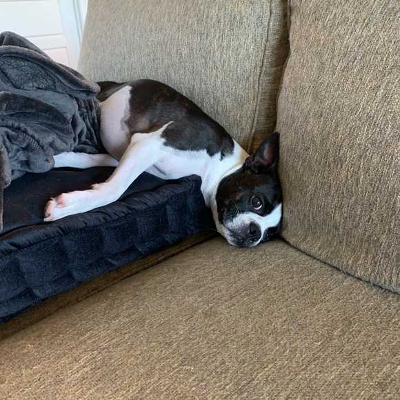 Meet your Posher, Clarice - Picture 9 of 13